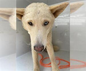 Siberian Husky-Unknown Mix Dogs for adoption in Houston, TX, USA