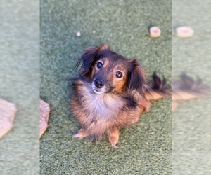 Papshund Dogs for adoption in Garland, TX, USA