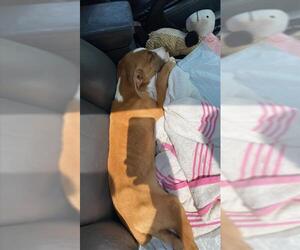 American Staffordshire Terrier-Unknown Mix Dogs for adoption in San Antonio, TX, USA