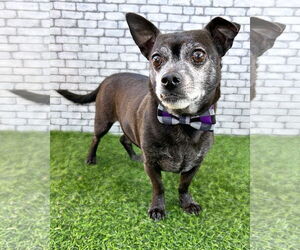 Chihuahua-Unknown Mix Dogs for adoption in Corona, CA, USA