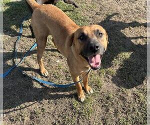 German Shepherd Dog-Unknown Mix Dogs for adoption in Ocala, FL, USA