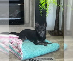 Chihuahua Dogs for adoption in Imperial Beach, CA, USA