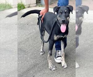 German Shepherd Dog-Unknown Mix Dogs for adoption in Augusta, GA, USA