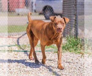 American Pit Bull Terrier-Unknown Mix Dogs for adoption in Waco, TX, USA