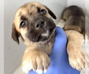 Black Mouth Cur Dogs for adoption in Houston, TX, USA