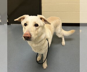 German Shepherd Dog-Unknown Mix Dogs for adoption in Denver, CO, USA