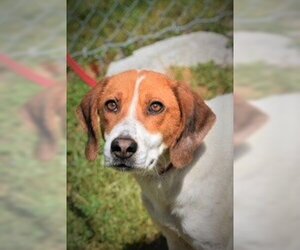 American Foxhound Dogs for adoption in Rowayton, CT, USA