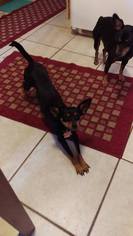 Miniature Pinscher Dogs for adoption in Hazelwood, MO, USA