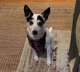 Rat Terrier Dogs for adoption in Buffalo, NY, USA