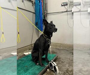 American Pit Bull Terrier-Unknown Mix Dogs for adoption in Camarillo, CA, USA