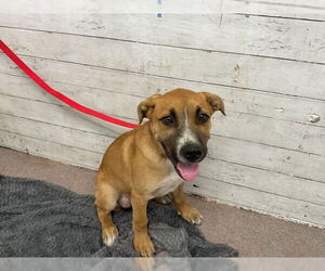 German Shepherd Dog-Unknown Mix Dogs for adoption in San Bernardino, CA, USA