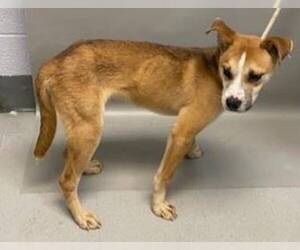 Shiba Inu Dogs for adoption in NYC, NY, USA