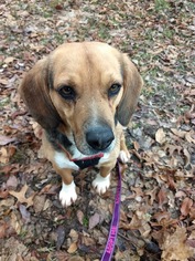 Beagle Dogs for adoption in Flora, IL, USA