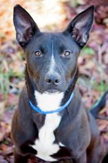 Shepradors Dogs for adoption in Columbus, GA, USA