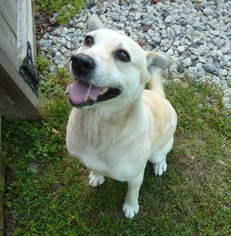 Medium Photo #1 Labrador Retriever Puppy For Sale in Ashland, VA, USA
