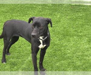 Mutt Dogs for adoption in Grand Prairie, TX, USA
