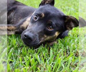 Medium Photo #1 German Shepherd Dog Puppy For Sale in Dallas, TX, USA