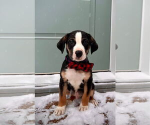 Beagle-Unknown Mix Dogs for adoption in Minneapolis, MN, USA