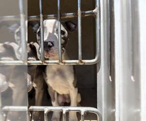 American Pit Bull Terrier-Unknown Mix Dogs for adoption in Oklahoma City, OK, USA