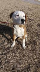 American Pit Bull Terrier-Beagle Mix Dogs for adoption in Glenpool, OK, USA