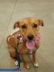 Labrador Retriever-Unknown Mix Dogs for adoption in Acworth, GA, USA