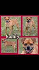 Medium Photo #1 Chug Puppy For Sale in Longview, TX, USA