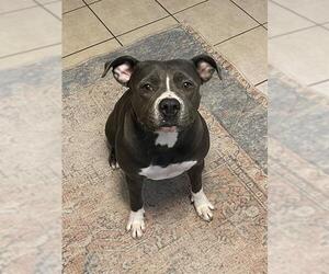 American Staffordshire Terrier-Unknown Mix Dogs for adoption in San Antonio, TX, USA
