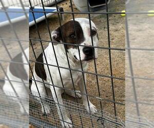 American Pit Bull Terrier-Bulldog Mix Dogs for adoption in Waco, TX, USA