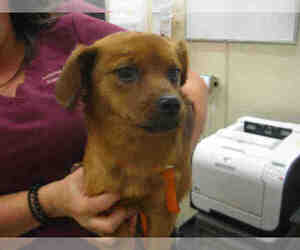 Chiranian Dogs for adoption in Santa Rosa, CA, USA