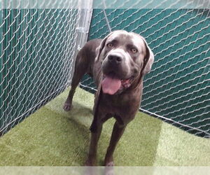 Mutt Dogs for adoption in Downey, CA, USA