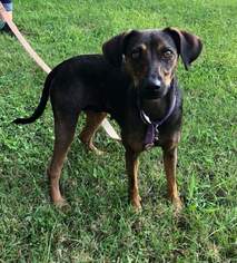 Mutt Dogs for adoption in Sparta, IL, USA