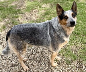 Mutt Dogs for adoption in Aurora, IL, USA