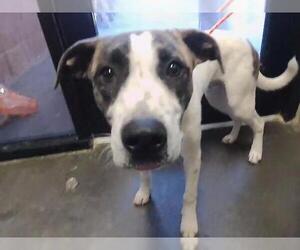 Plott Hound Dogs for adoption in Tulsa, OK, USA