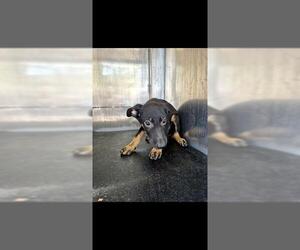 Doberman Pinscher-Unknown Mix Dogs for adoption in San Antonio, TX, USA