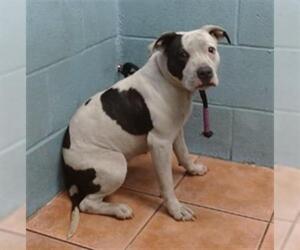 American Pit Bull Terrier Dogs for adoption in Downey, CA, USA