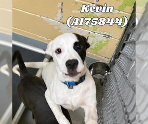 American Pit Bull Terrier-Unknown Mix Dogs for adoption in Tulsa, OK, USA