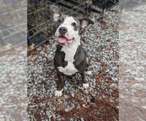American Pit Bull Terrier Dogs for adoption in Bryant, AR, USA