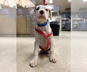Boxer-Unknown Mix Dogs for adoption in Riverside, CA, USA
