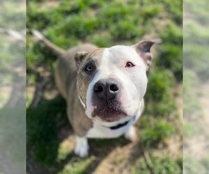 American Pit Bull Terrier Dogs for adoption in Pottstown, PA, USA