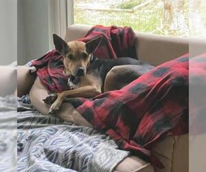 German Shepherd Dog Dogs for adoption in Potomac, MD, USA