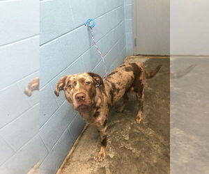 Catahoula Leopard Dog Dogs for adoption in Evansville, IN, USA