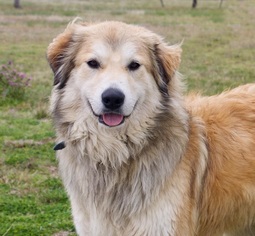 Great Pyrenees Dogs for adoption in Carrollton, TX, USA