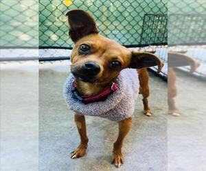 Chihuahua-Unknown Mix Dogs for adoption in Santa Barbara, CA, USA