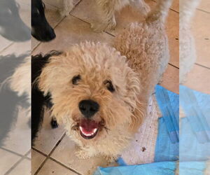 Poodle (Miniature) Dogs for adoption in San Antonio, TX, USA