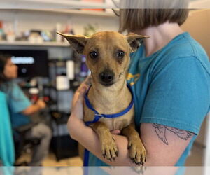 Chihuahua-Unknown Mix Dogs for adoption in Raleigh, NC, USA
