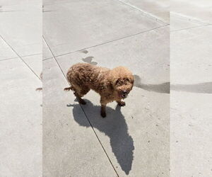 Mutt Dogs for adoption in Maquoketa, IA, USA