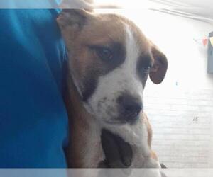 American Pit Bull Terrier-Unknown Mix Dogs for adoption in San Bernardino, CA, USA