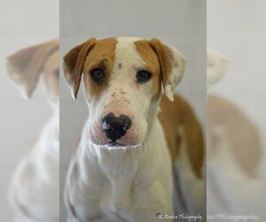 American Bulldog Dogs for adoption in Calverton, NY, USA
