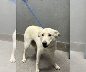 Huskies -Labrador Retriever Mix Dogs for adoption in Las Vegas, NV, USA