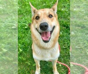 German Shepherd Dog Dogs for adoption in Sacramento, CA, USA